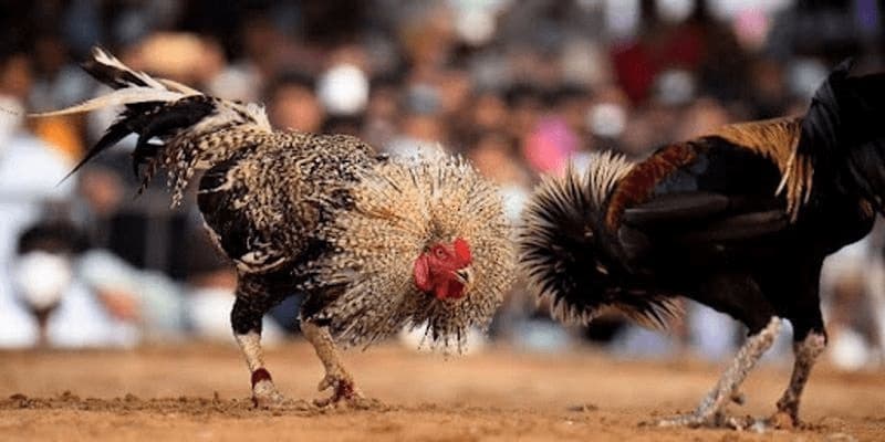 Những Thông Tin Về Coi Ngày Đá Gà Cựa Sắt 4 Cách coi ngày đá gà cựa sắt theo 12 con giáp