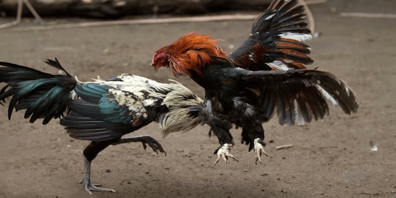 Những Thông Tin Về Coi Ngày Đá Gà Cựa Sắt 2 Cách coi ngày gà đá cựa sắt quan trọng như thế nào?