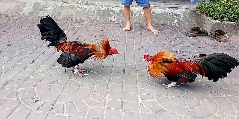 Kinh nghiệm chơi AE888 đá gà đoán đâu trúng đó