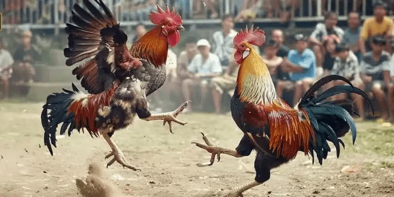 Đá Gà Mỹ Thomo: Ưu Điểm Và Cách Chọn Kê Chiến Tốt 3 Những giống kê chiến được sử dụng trong các trận đá gà Mỹ Thomo