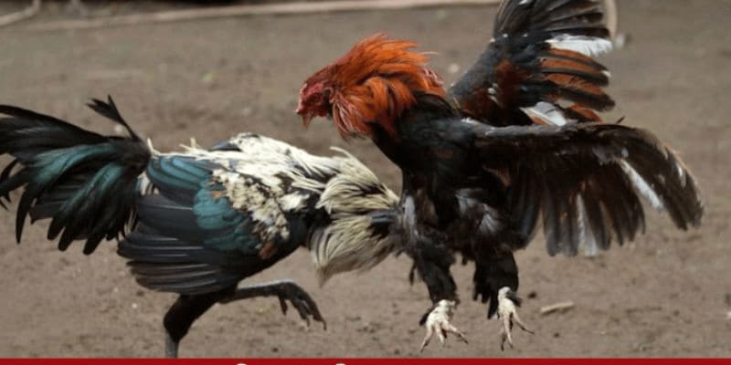 Đá Gà Mỹ Thomo: Ưu Điểm Và Cách Chọn Kê Chiến Tốt 4 Gà tre Mỹ - "Chiến thần" trong những trận đá gà Mỹ Thomo