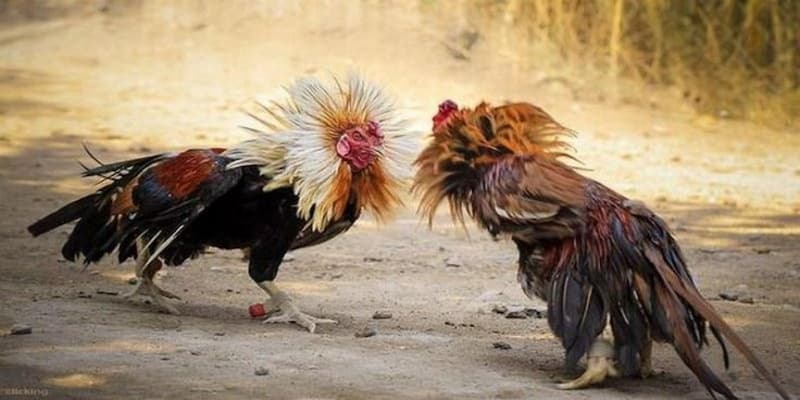 Luật chấp là gì? Tìm hiểu luật đá gà 3 miền Bắc Trung Nam chi tiết nhất 2 Luật chấp trong thi đấu chọi gà là gì?