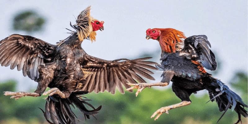 Những Quy Luật Đá Gà Quan Trọng Cần Ghi Nhớ 4 Một số lưu ý khi tham gia đá gà cho tân binh