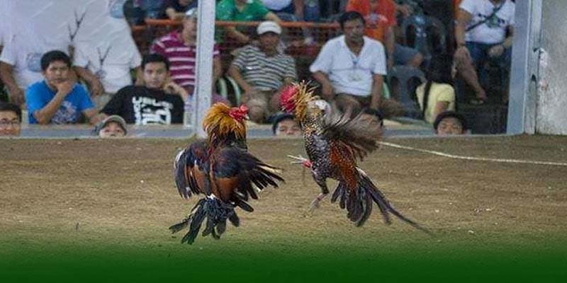 Những Quy Luật Đá Gà Quan Trọng Cần Ghi Nhớ 2 Những quy luật đá gà cơ bản nhất